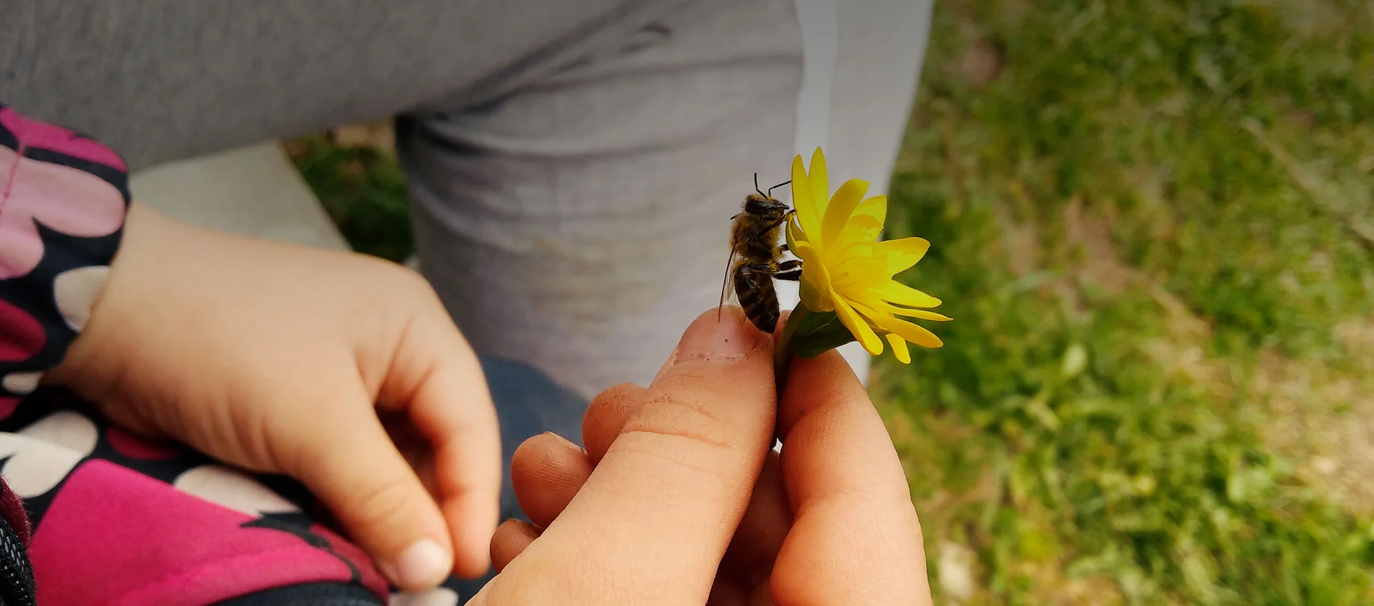 Výroba válcovaných voskových mezistěn